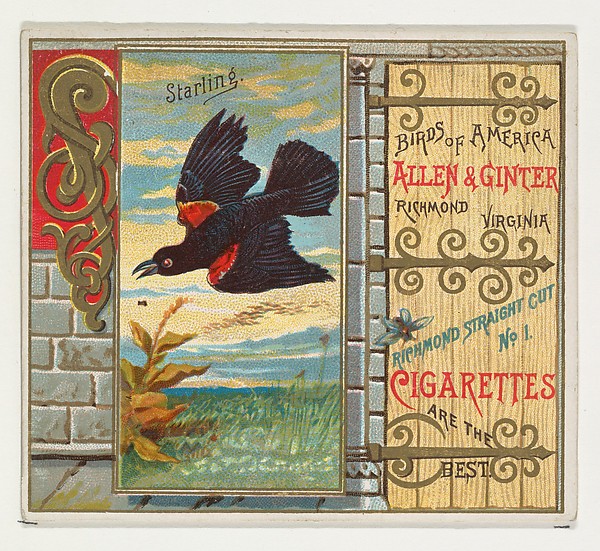 Allen & Ginter, Starling, from the Birds of America series (N37) for Allen & Ginter Cigarettes