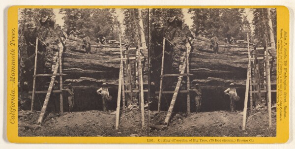 John P. Soule, Cutting off section of Big Tree, (78 feet circum.) Fresno Co.