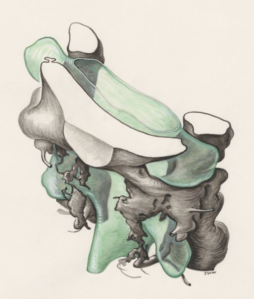 J Wetselaar-Whittaker, Rat embryo