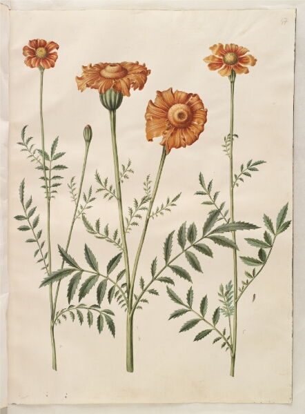 Hans Simon Holtzbecker, Tagetes patula (udspærret fløjlsblomst)