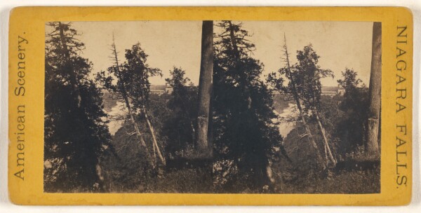 Unknown, [Forest scene at Niagara Falls]