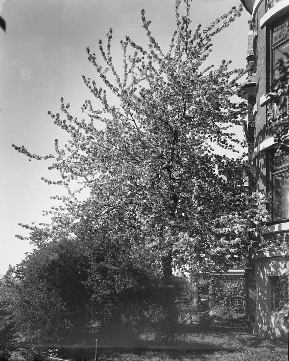 Anders Beer Wilse, Prot: Grøndahl villa