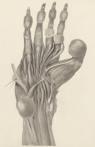 H.G Wetselaar, Muscular tissue of the claw of a mammal