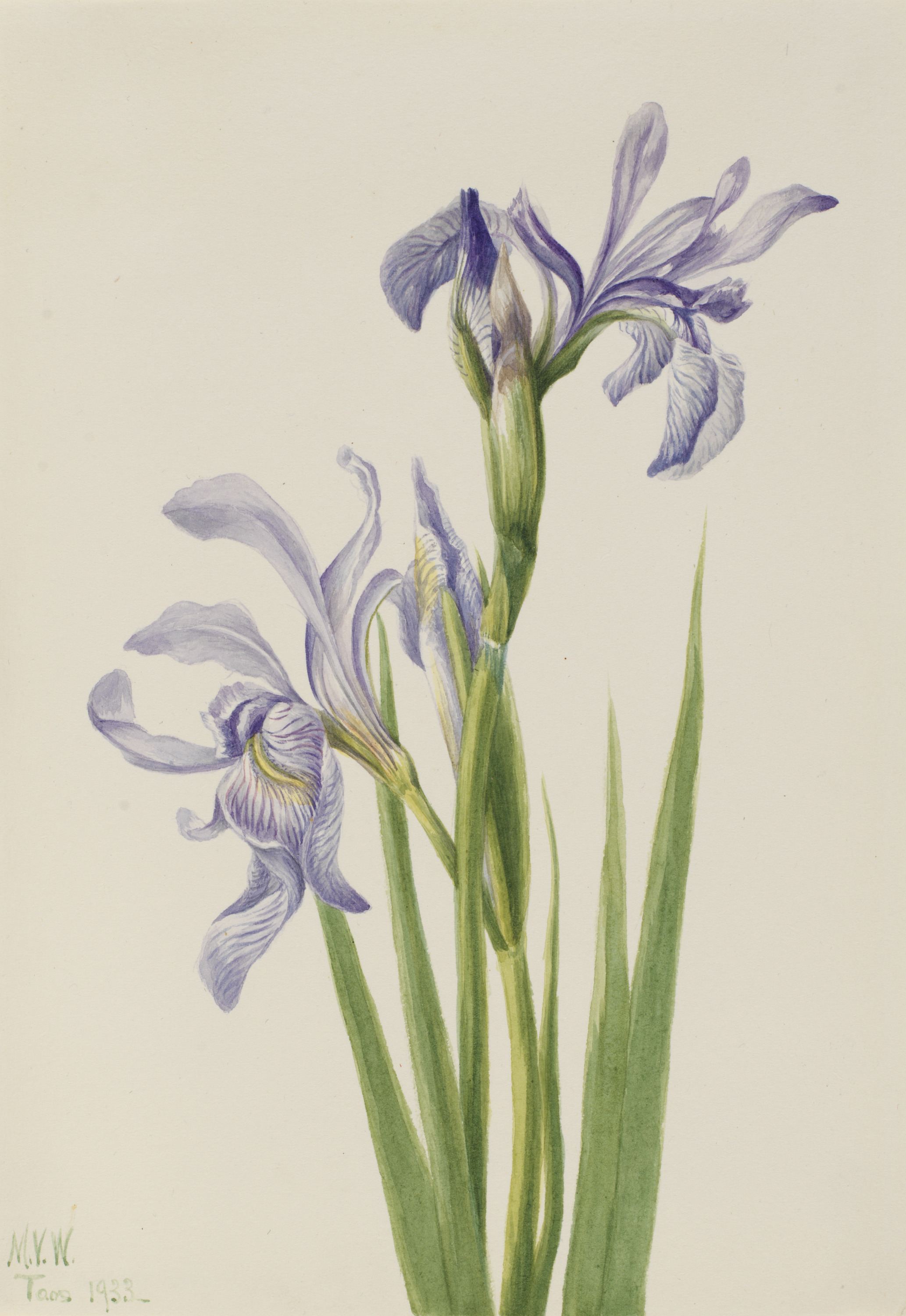 Mary Vaux Walcott, Western Blue Flag (Iris missouriensis)
