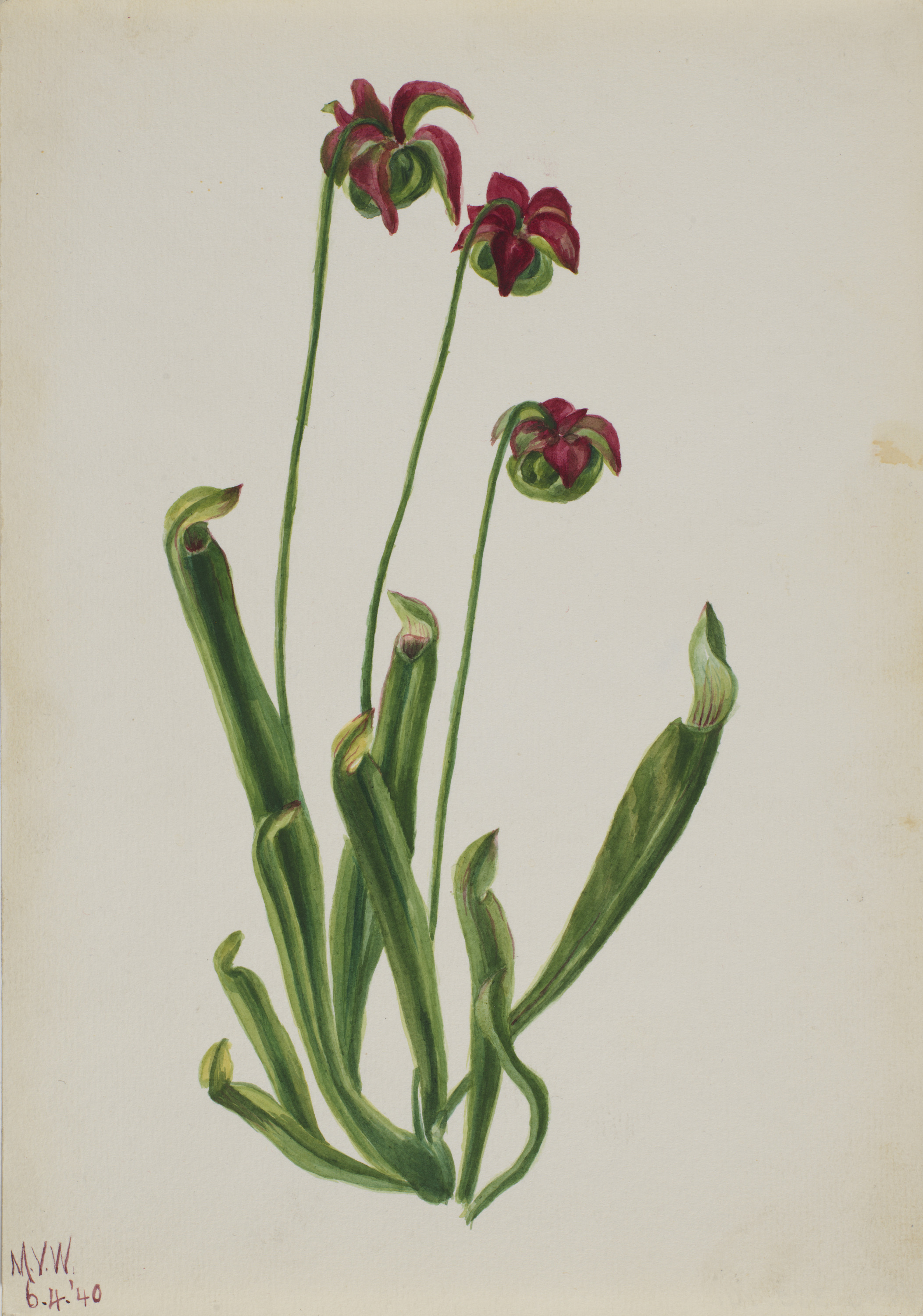 Mary Vaux Walcott, (Untitled--Flower Study)