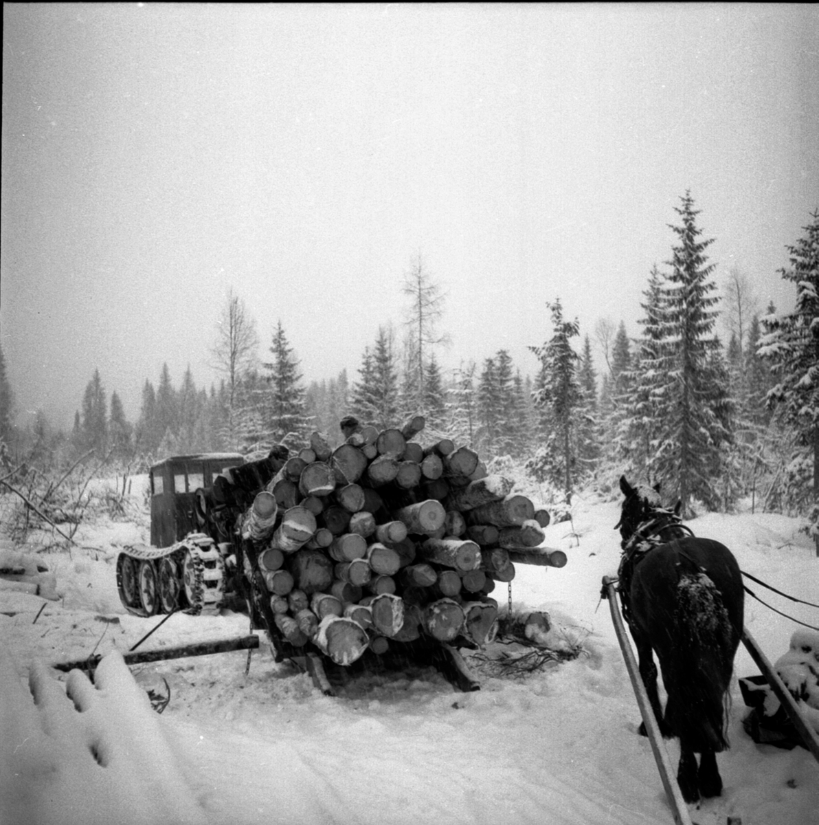Anno Domkirkeodden, Tømmerkjøring. Transport av tømmer med beltevogn. Hest med lunnedrag. Berger Langmoen AS, Brumunddal.