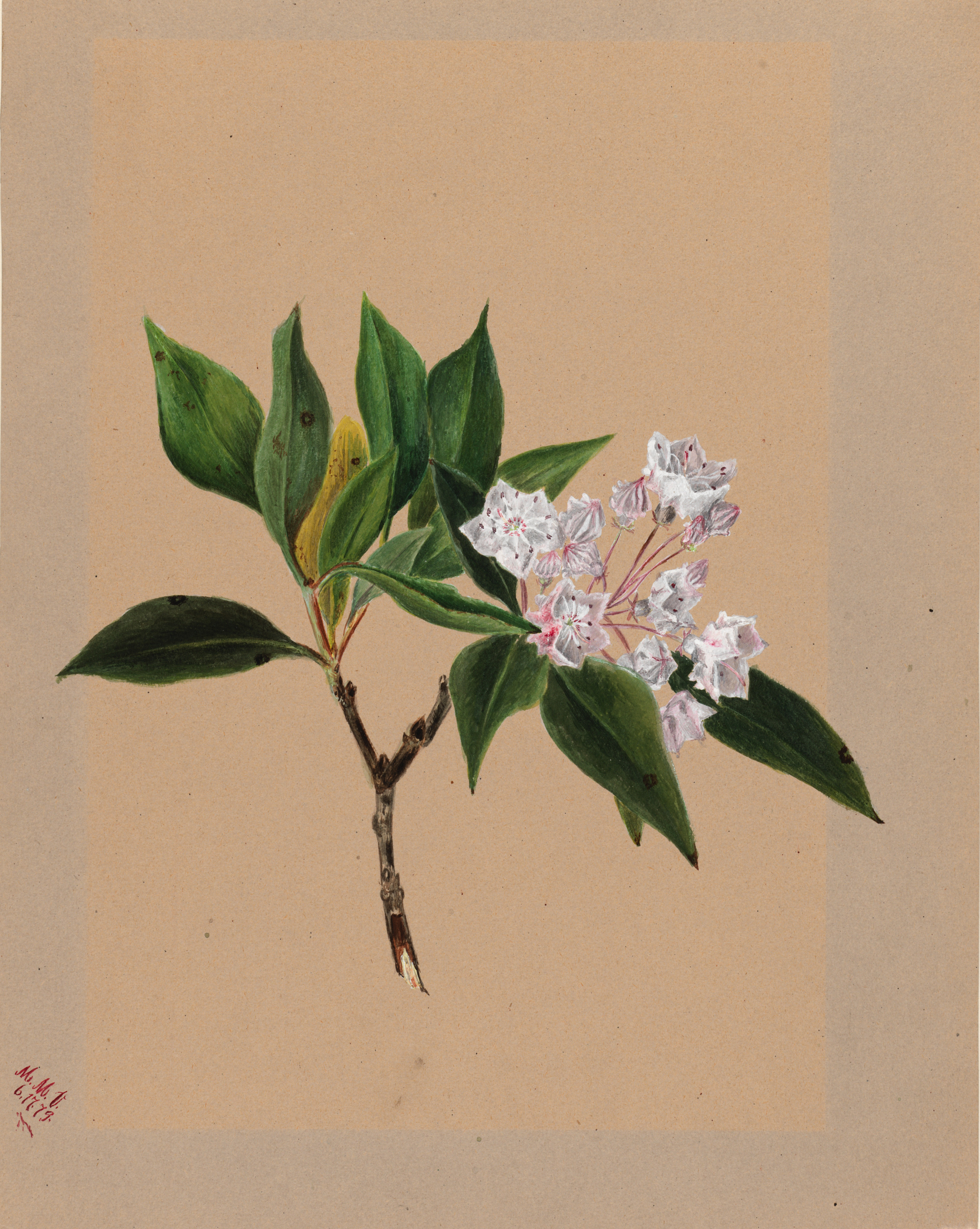 Mary Vaux Walcott, Mountain Laurel (Kalmia latifolia)