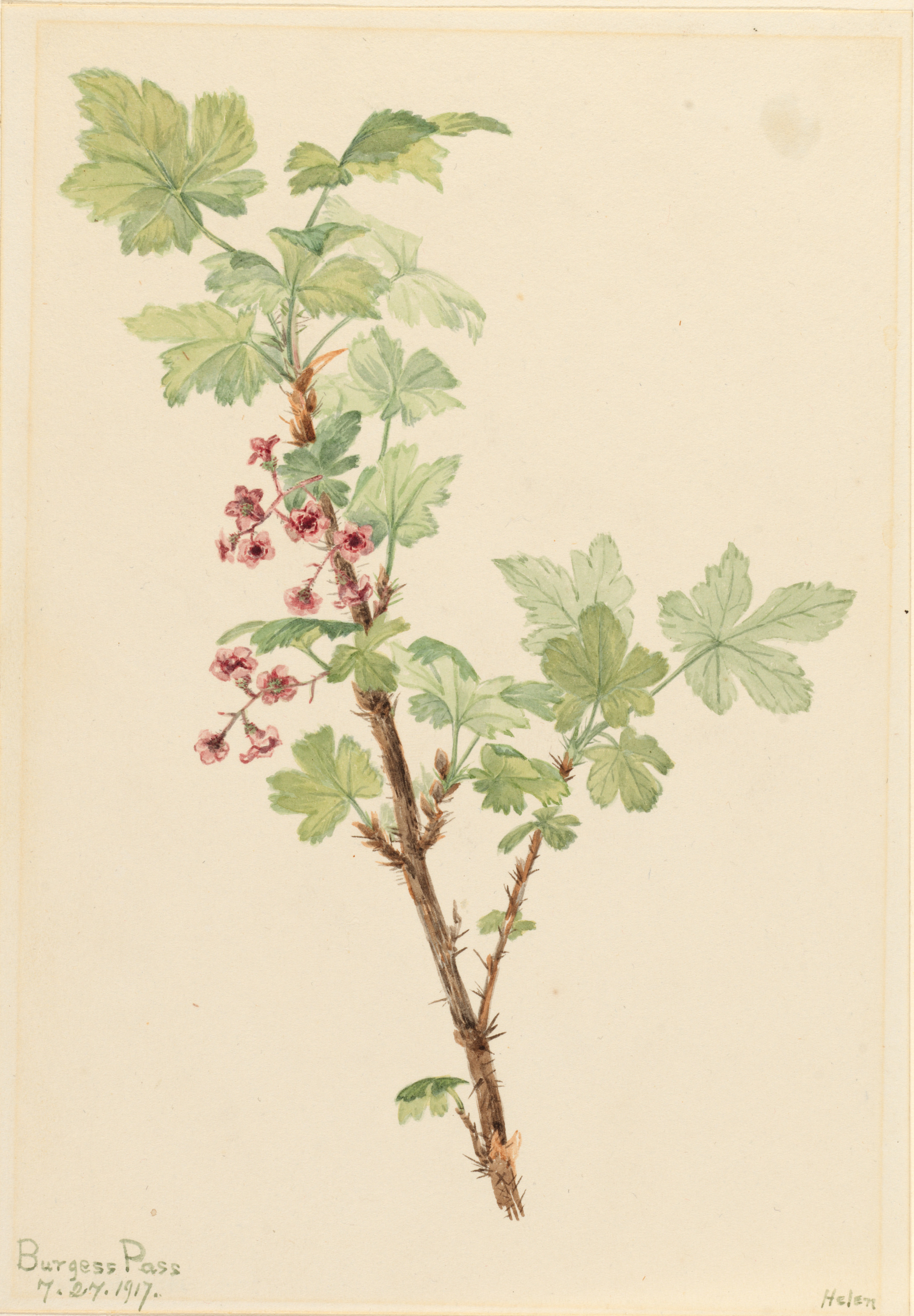 Mary Vaux Walcott, Prickly Currant (Ribes lacustre)