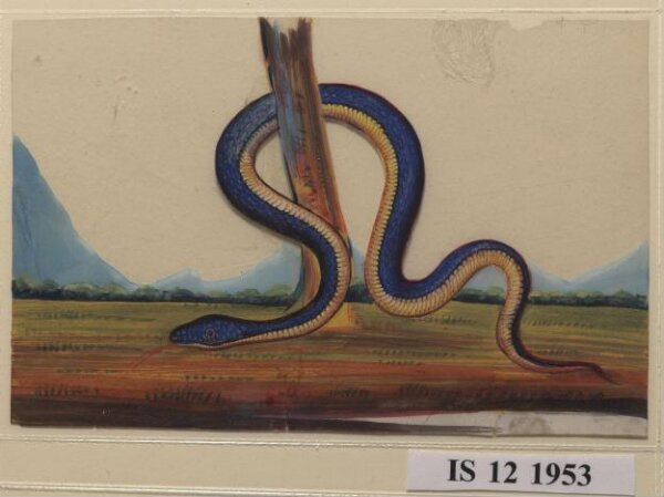 Unknown, One of six drawings of snakes, poised against a landscape with hills.