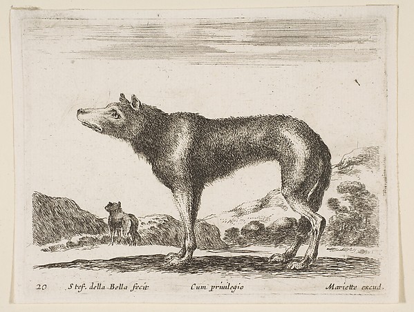Stefano della Bella, Wolf, plate 20 from "Various Animals" (Diversi Animali)