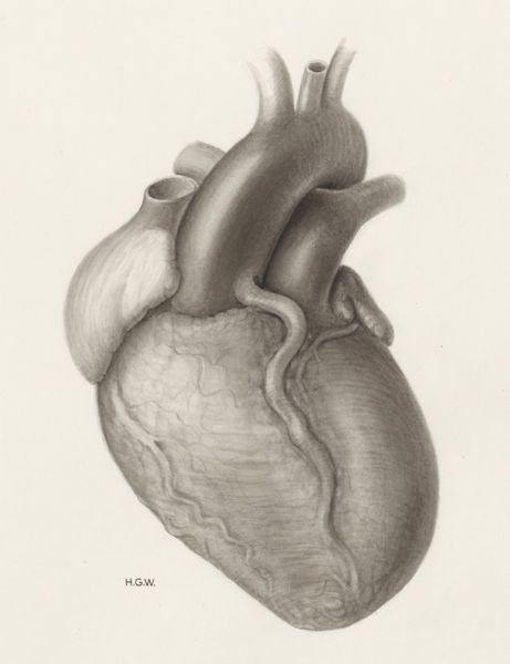 H.G Wetselaar, Heart