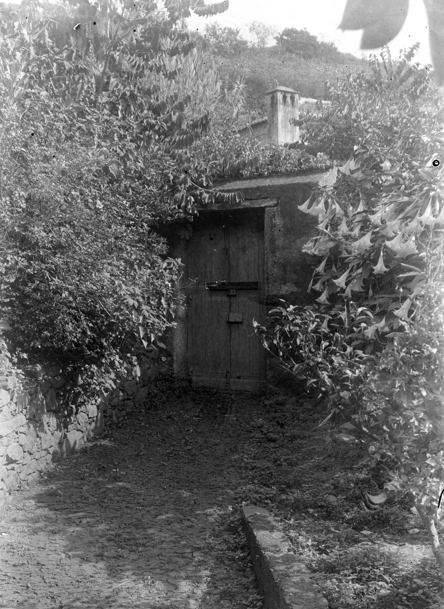 Juliane Fredrikke Langberg, Fra Madeira (ant.), inngang til uthus (?) i naturomgivelser. Serie ant. fra reise tilbake dit fotografen var med sin mor (1862-63) og hvor moren døde 1863. Fra malerinne Juliane Fredrikke Langbergs (1856-1930) samling tatt 1885-1910 med motivkrets slekt og venner og steder tilknyttet samvær med dis…