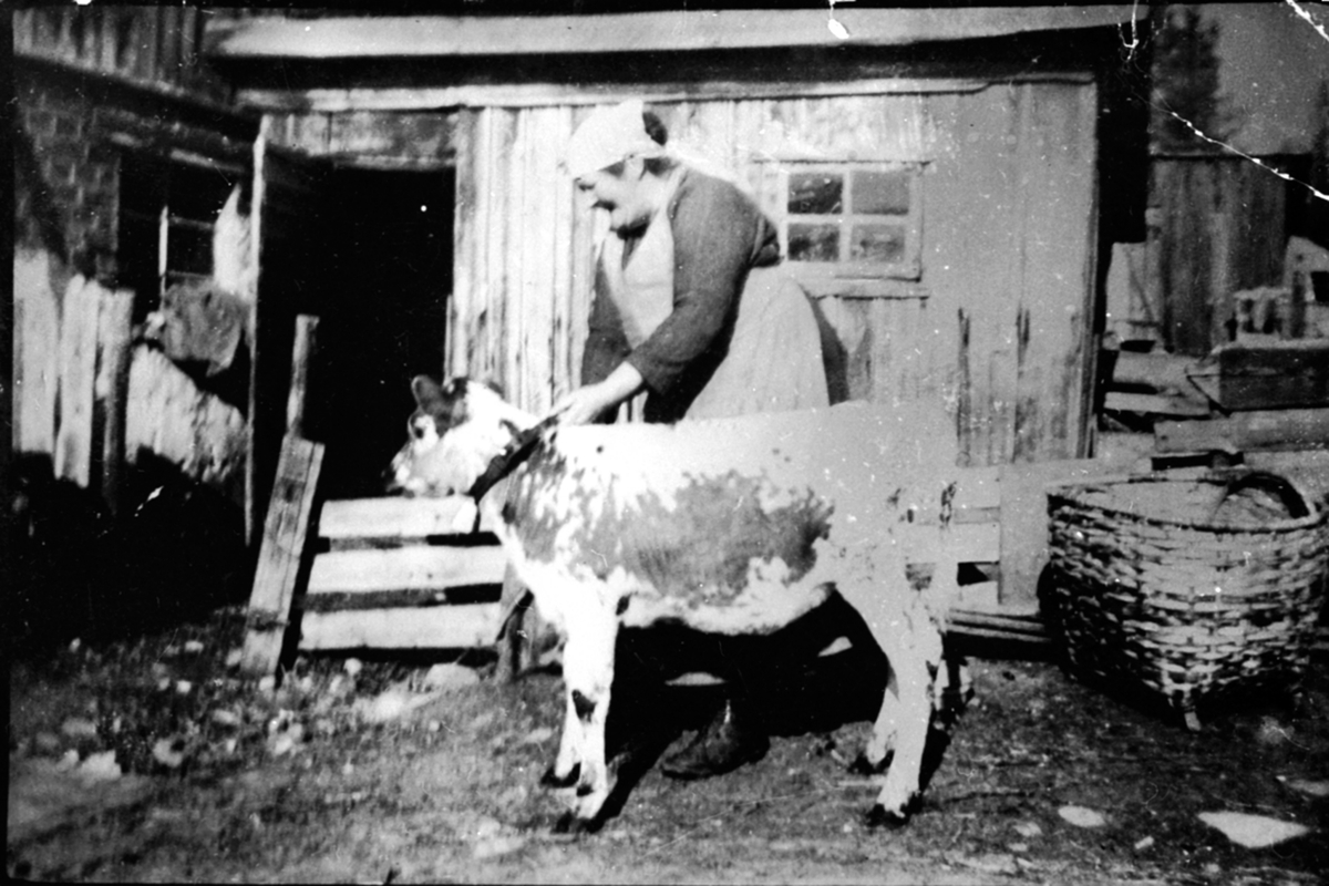 Anno Domkirkeodden, Husmannskone med kalv foran fjøset på Pardis under Nederkvern, Brumunddal. Mor til Aslaug Andersen.