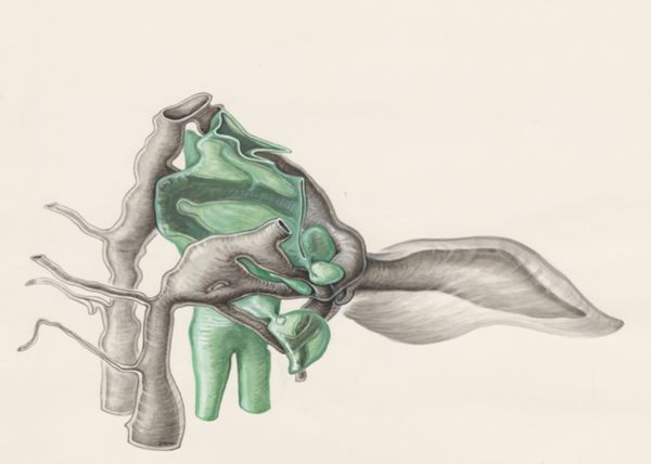 J Wetselaar-Whittaker, Tissue of a human embryo