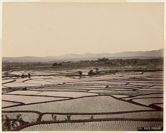 Unknown, Rice Fields