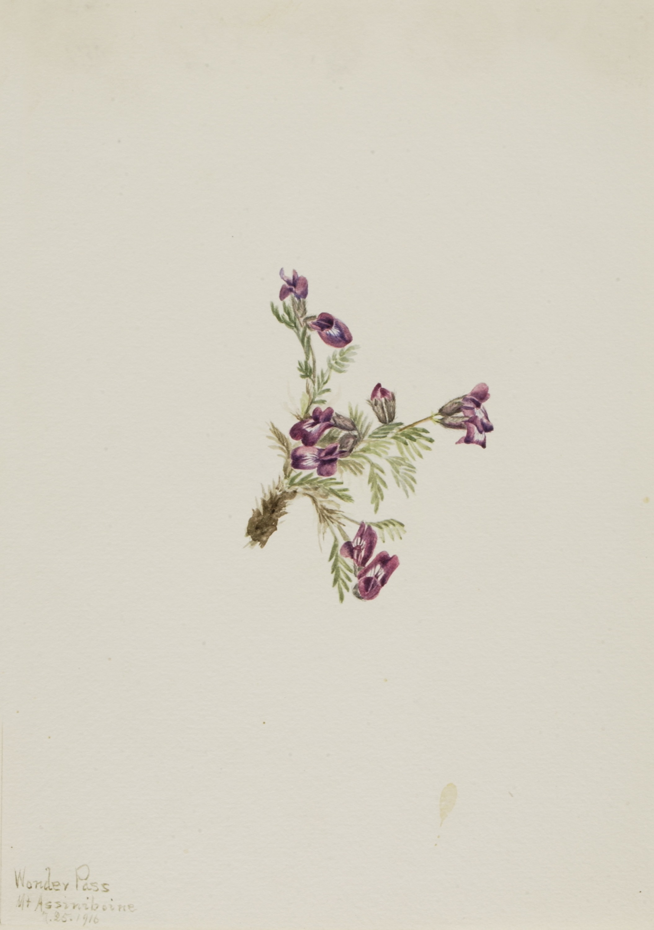 Mary Vaux Walcott, Alpine Pointvetch (Oxytropis podocarpa)