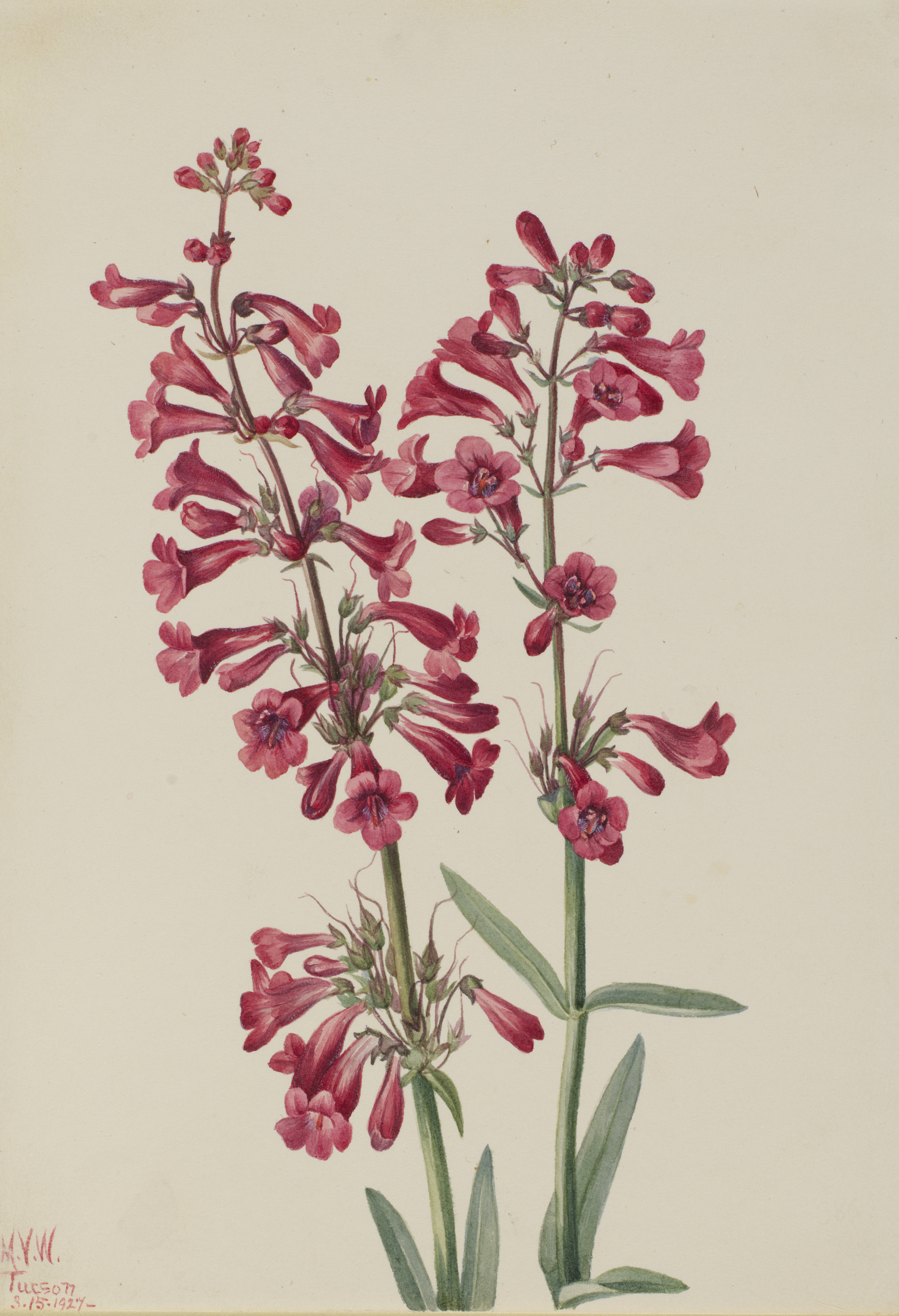Mary Vaux Walcott, Parry's Penstemon (Penstemon parryi)