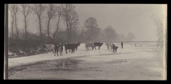Gale, Lt. Col. Joseph, Cows in a snowy landscape