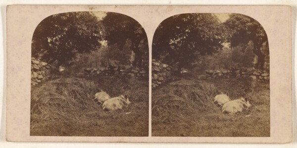 Unknown, Vale Crucis, North Wales. - The Abbey.