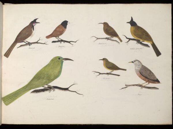 Unknown, Seven Birds