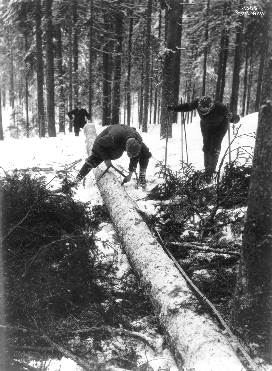 Anders Beer Wilse, Prot: Stokken tværmaales Granskog nær Hakedal 20/1 1910