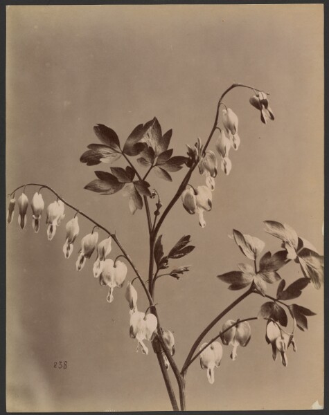 Unknown, [Floral study]