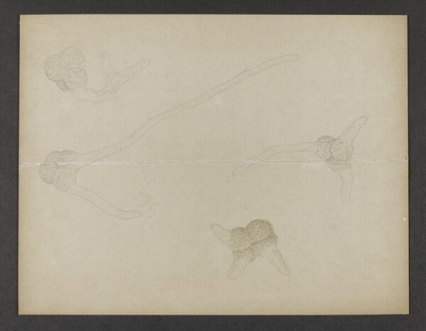 Potter, Beatrix, drawing