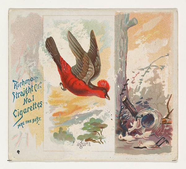 Allen & Ginter, Araguira, from the Song Birds of the World series (N42) for Allen & Ginter Cigarettes