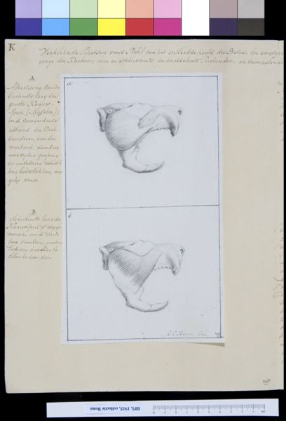 A Bonn, Animals: skull of a beaver