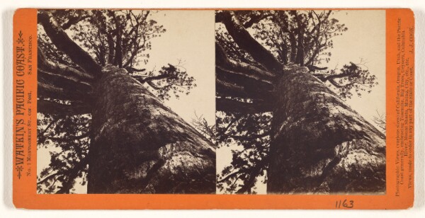 Carleton Watkins, [Grizzly Giant, 33 feet diameter, looking up, Mariposa Grove, Mariposa Co., Cal.]