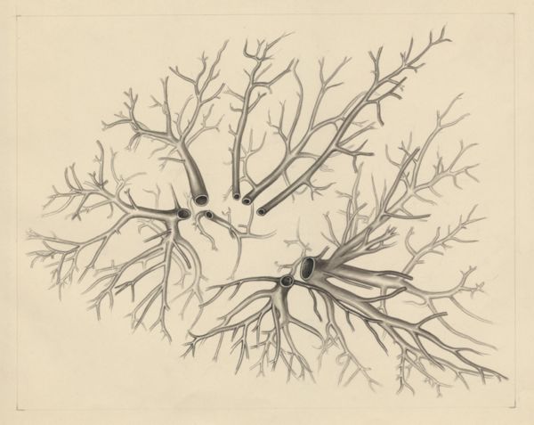 J Tinkelenberg, Bronchi
