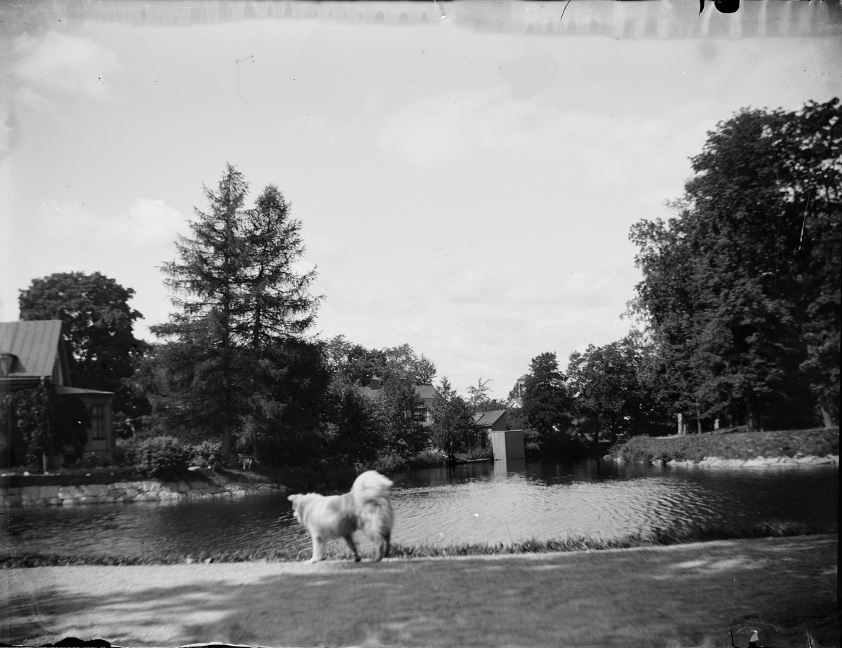 Carl Liljefors, The Dog Lasko, Örebro, Nearby 1900 - 1901