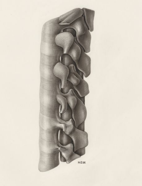 H.G Wetselaar, vertebral column and spinal cord