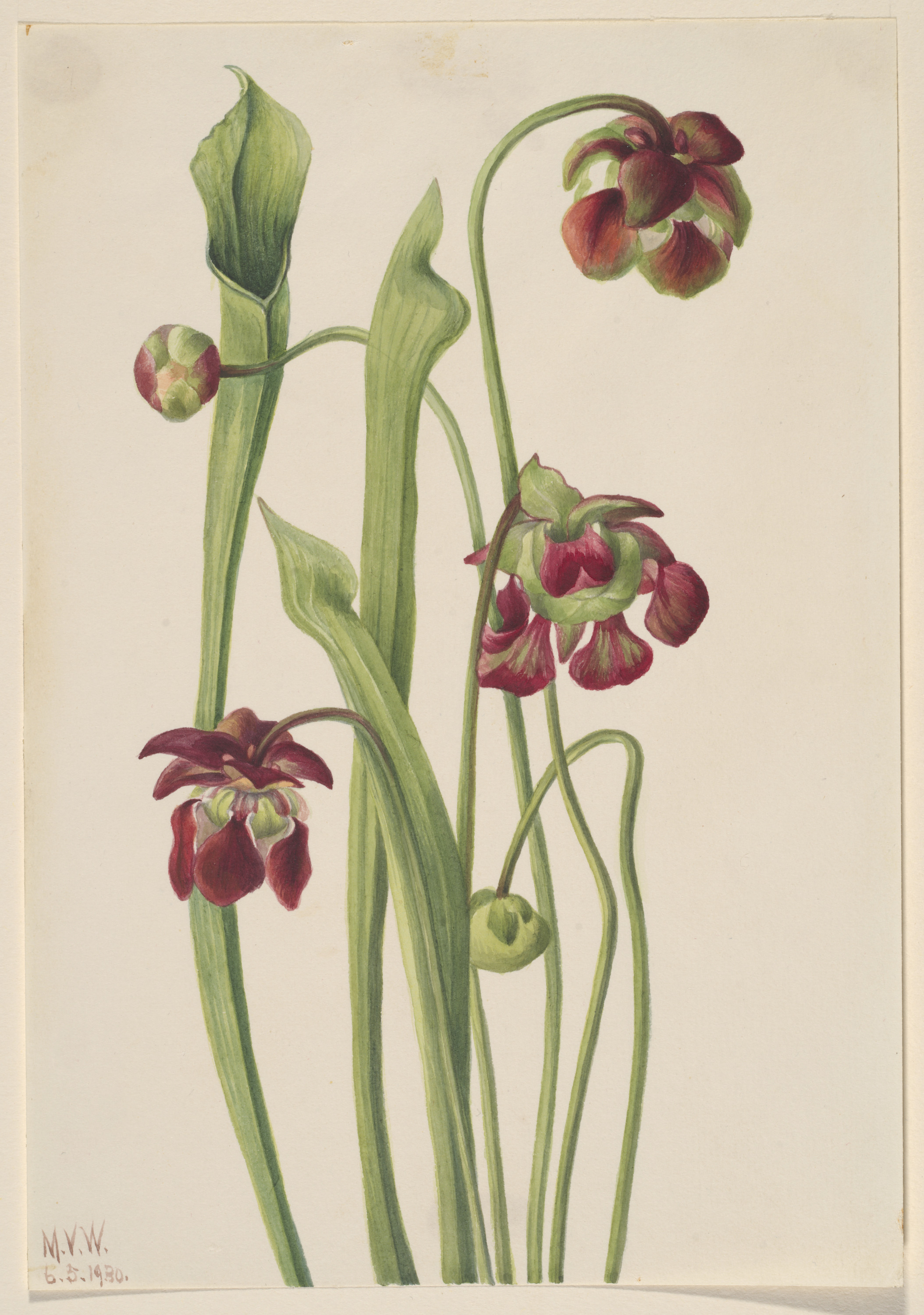Mary Vaux Walcott, Hybrid Pitcherplant