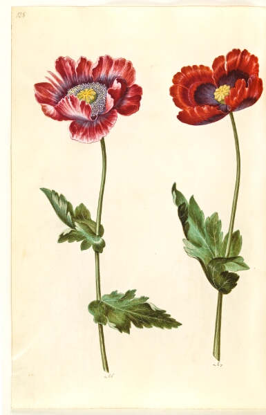 Hans Simon Holtzbecker, Papaver somniferum (opium-valmue)