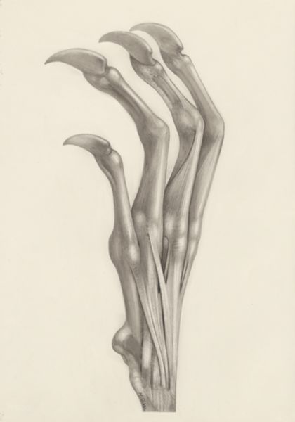 H.G Wetselaar, Muscular tissue of a mammal's finger