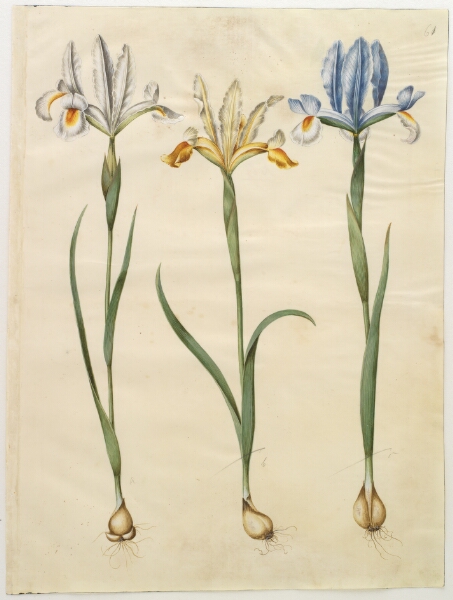 Hans Simon Holtzbecker, Iris xiphium (spansk iris) eller Iris latifolia (engelsk iris); Iris xiphium (spansk iris)