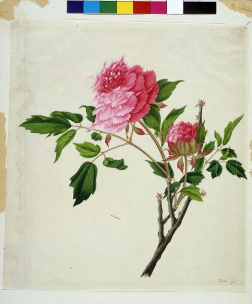 Unknown, Peony