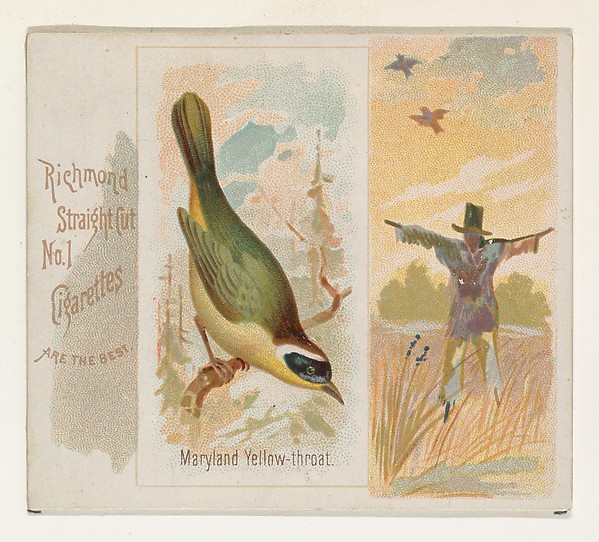 Allen & Ginter, Maryland Yellow-throat, from the Song Birds of the World series (N42) for Allen & Ginter Cigarettes