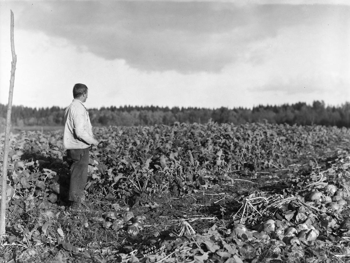 Anders Beer Wilse, Prot: Genre og stemninger, Høst Turnipsåker