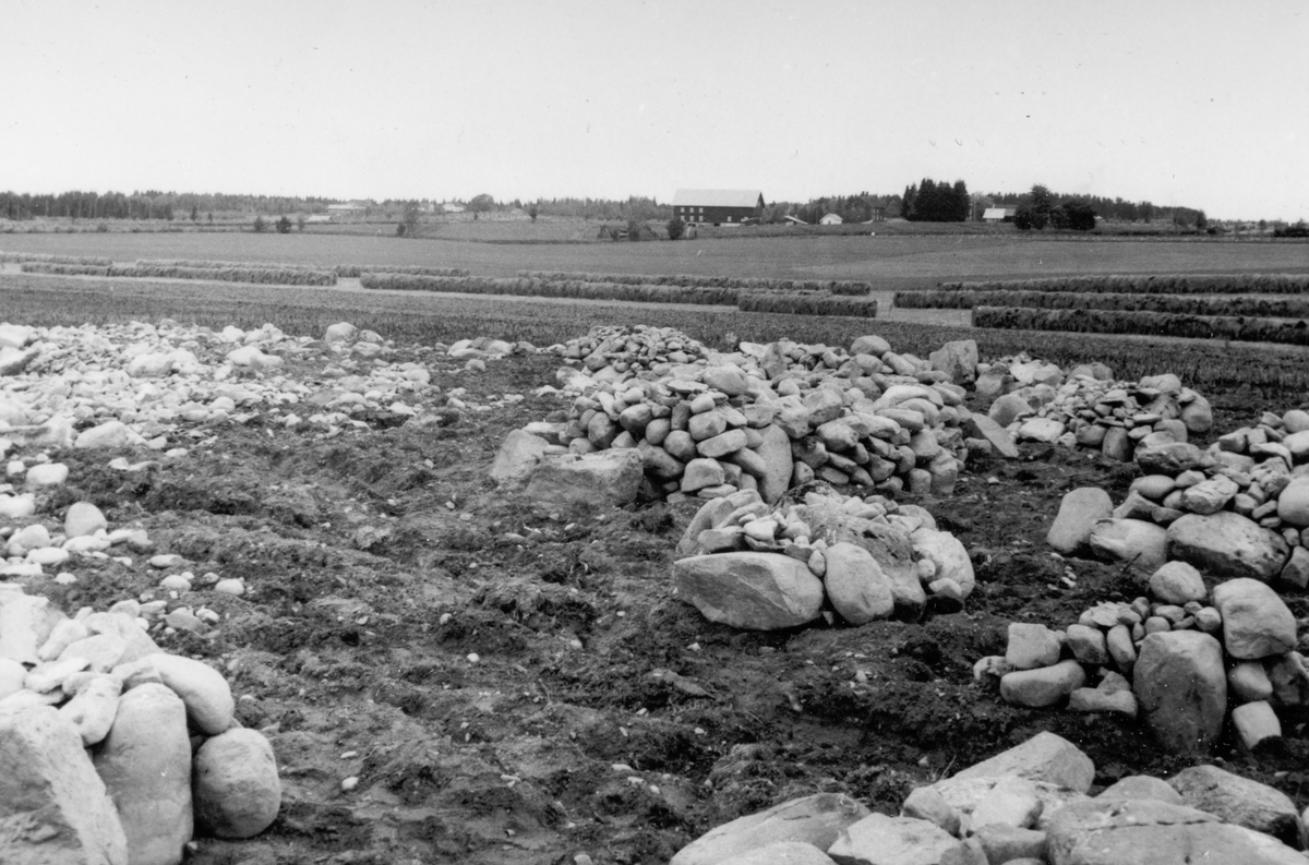 Anno Domkirkeodden, Dyri gard i Løten, Steinrydding. Rydding av ny åker, nybrott, nydyrking. Stein røyset i hauger.