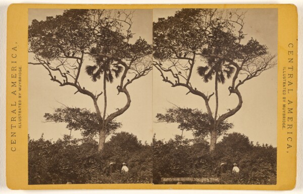Eadweard J. Muybridge, San Isidro, Matapala Tree.
