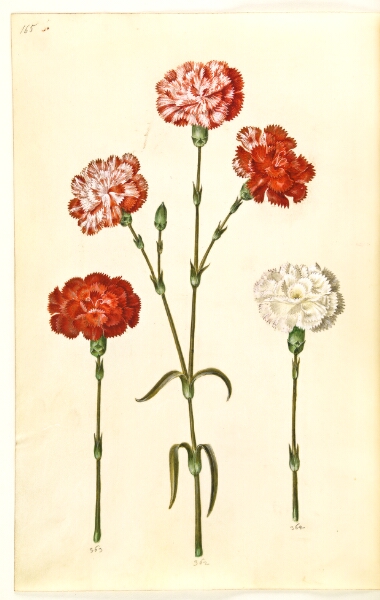 Hans Simon Holtzbecker, Dianthus caryophyllus (have-nellike)