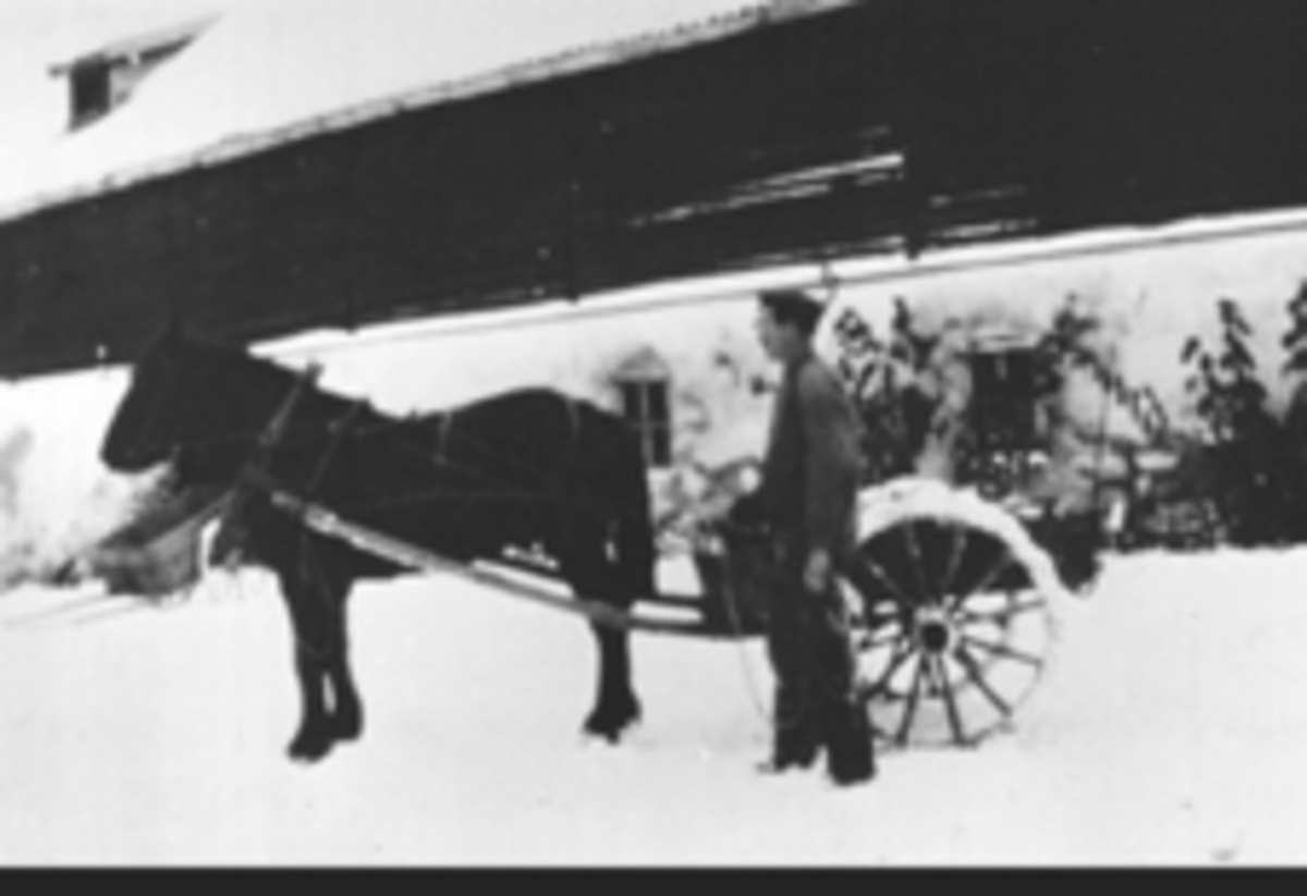 Anno Domkirkeodden, Petter Lundstrøm kjører kålrot med hest og stuttkjerre vinterstid på Mellem Kise, Nes, Hedmark. Låven er bygd i 1857 av Nils og Agnethe Gjestvang, . Stallen var selvmurt, omgjort til potetkjeller.