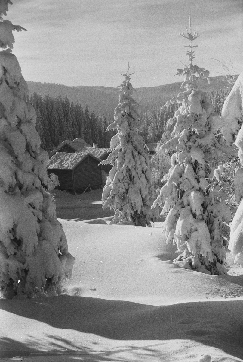 Anders Beer Wilse, Prot: Vinter Nordmarka