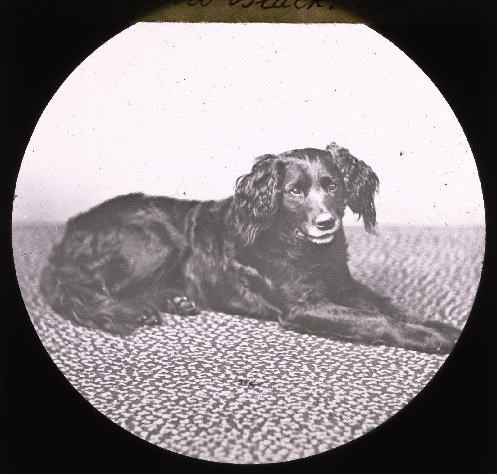Desconegut, El perro Black
