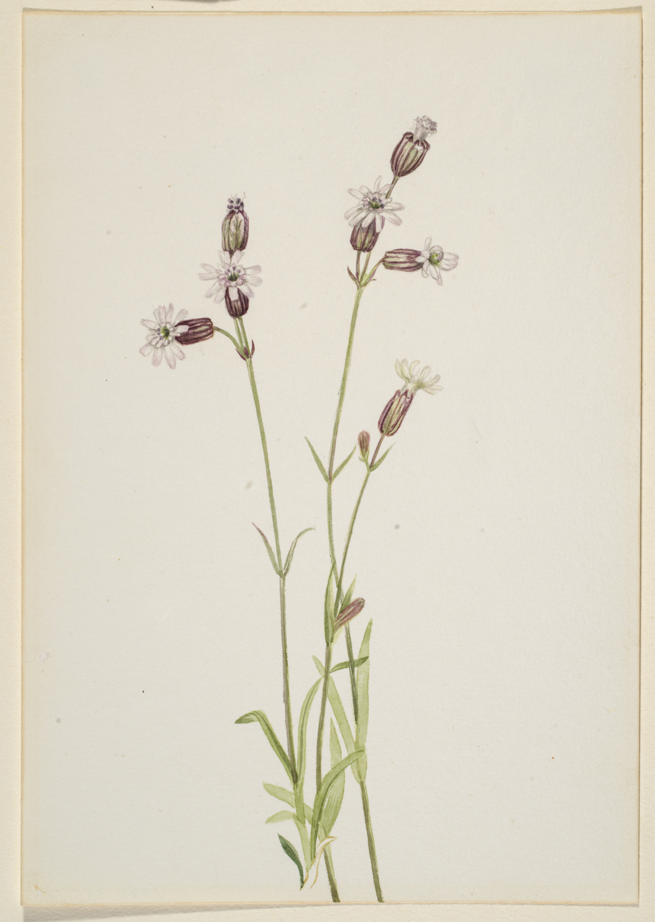 Mary Vaux Walcott, Silene multicaulis