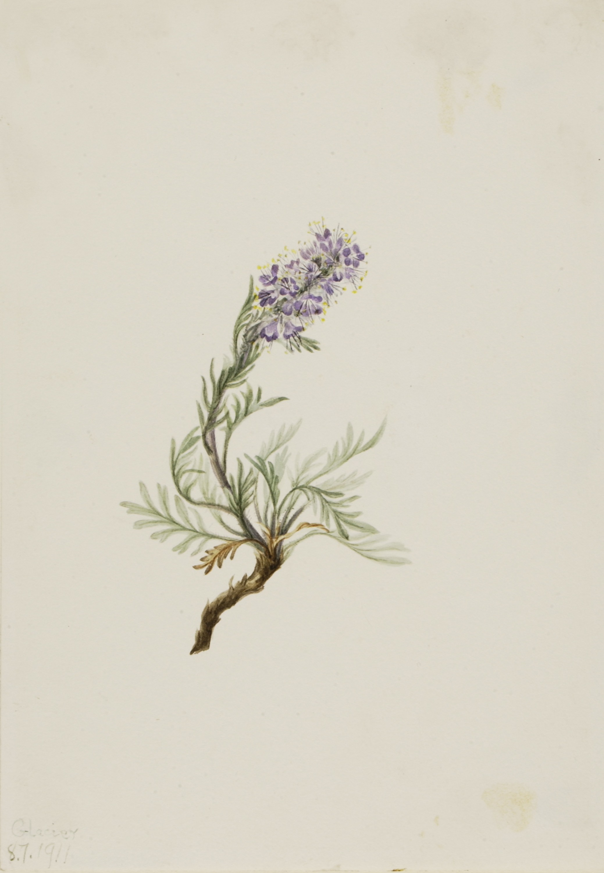 Mary Vaux Walcott, Gray Phacelia (Phacelia sericea)