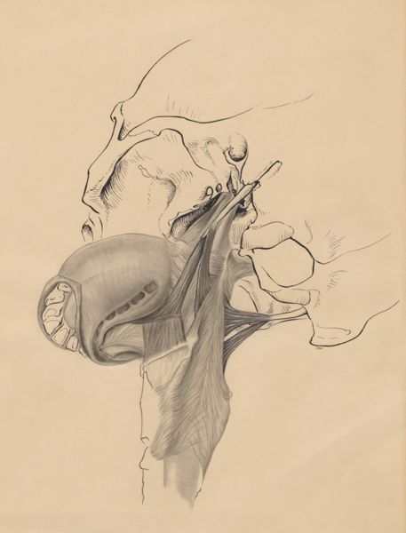 J Wetselaar-Whittaker, Musculoskeletal system of the throat/neck