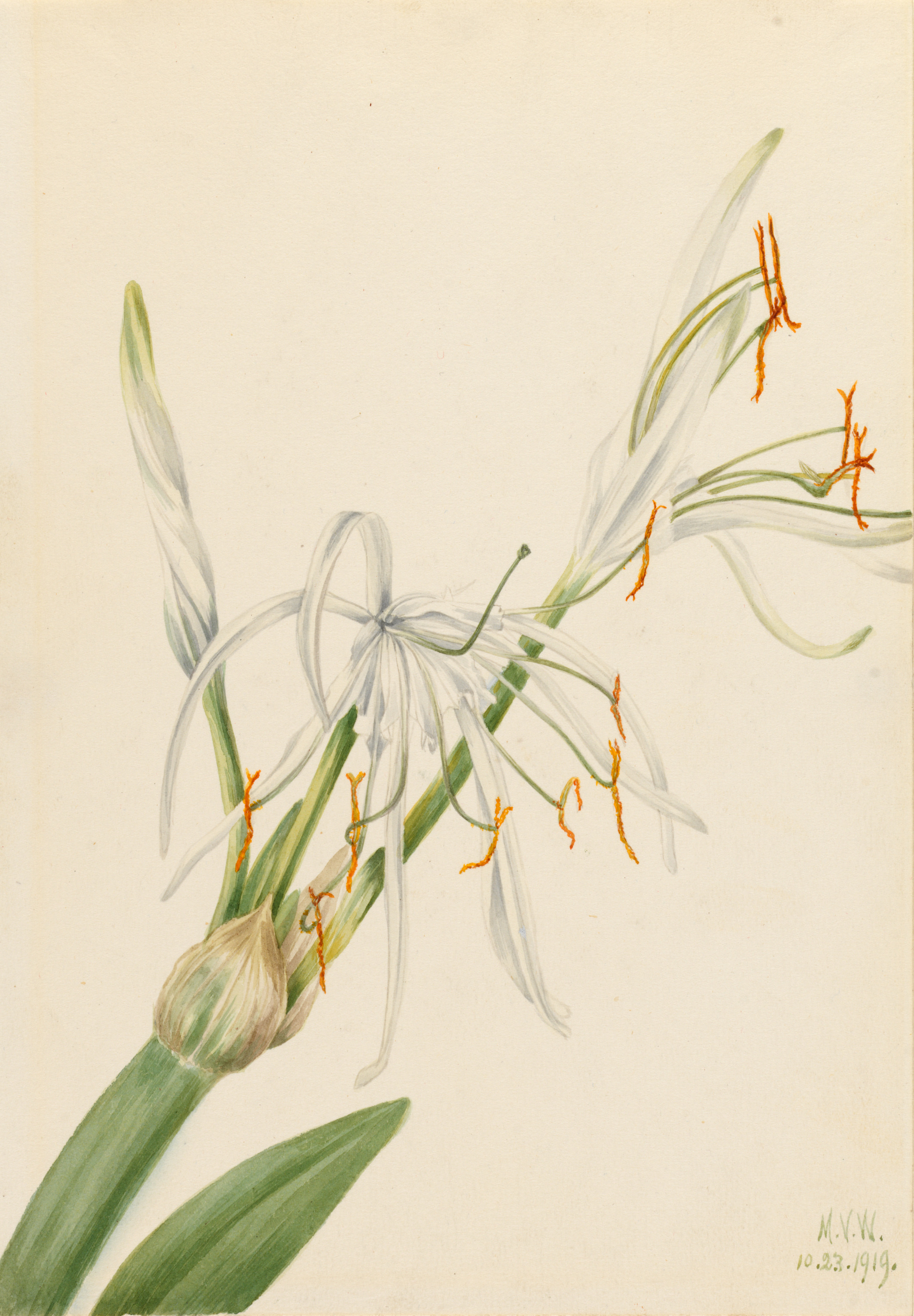Mary Vaux Walcott, Spider Lily (Hymenocallis rotata)
